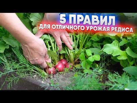 Видео: 5 правил для отличного редиса