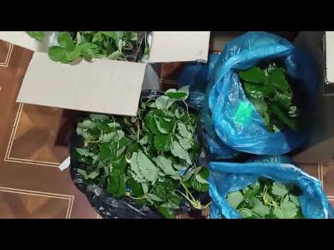 Видео: посылки распаковка