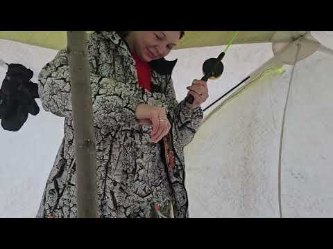 Видео: удачная рыбалка на гольца зимой