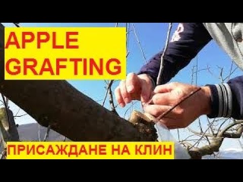 Видео: № 328   Майсторско присаждане на ябълка по метода Клин в близост до Кресненския пролом - 29.03.21 г.