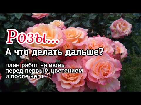 Видео: Роскошное цветение и высокая зимостойкость роз зависит от заботы и работы с ними в июне.