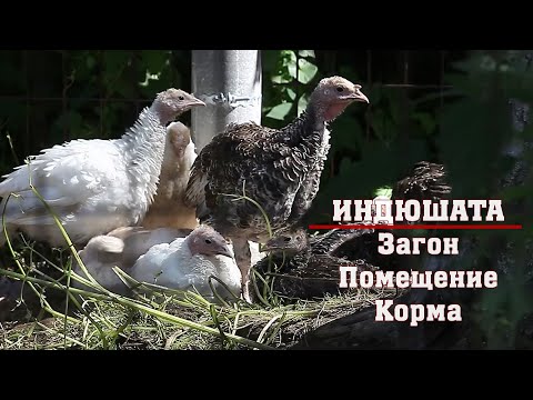 Видео: Индюшатам 1.5 месяца