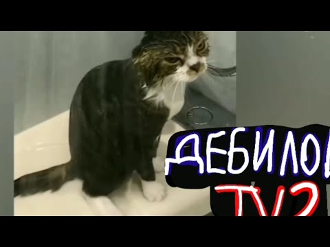 Видео: (ДЕБИЛОВ ТВ 2) Кот мститель!