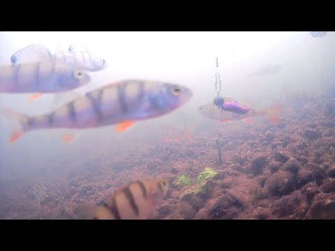 Видео: Подводное видео."Кокунь".10.2025.