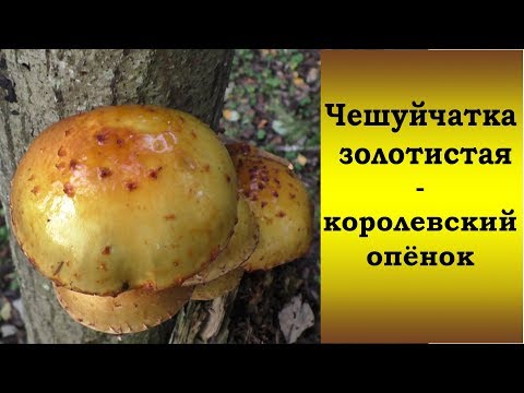 Видео: Чешуйчатка золотистая - королевский опёнок!