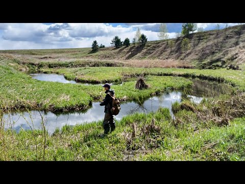Видео: РУЧЕЙ ПО КОЛЕНО а щука КЛЮЁТ.  Рыбалка на спиннинг в мае 2023