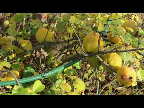 Видео: Японская айва. Заготовки на зиму | Про Сад с Любовью