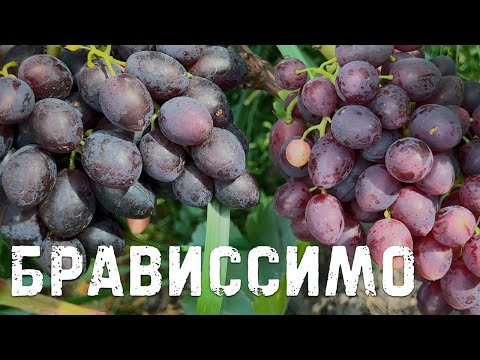 Видео: Виноград Брависсимо в Беларуси (06.09.22)