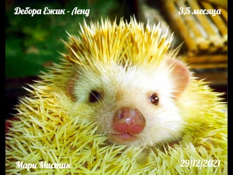 Видео: Дебора Ёжик - Ленд , возраст 3,5 месяца , вес , размер . Окрас априкот