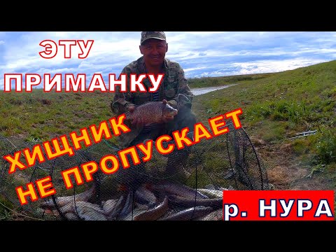 Видео: ЭТУ ПРИМАНКУ ХИЩНИК НЕ ПРОПУСКАЕТ. Два дня на реке НУРА.