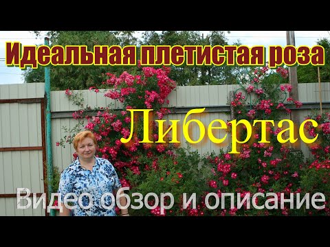 Видео: Видео обзор и описание плетистой розы Либертас - Libertas (Tantau 2016)