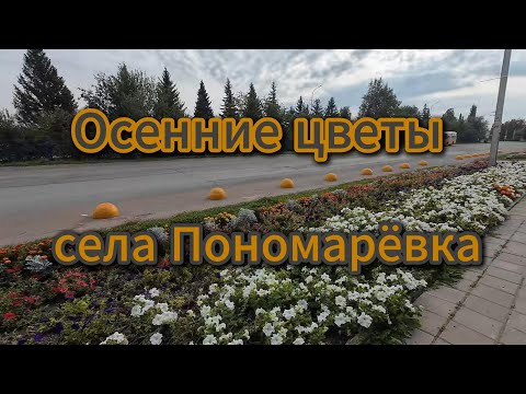 Видео: Осенние цветы, села Пономаревка, сентябрь 2025