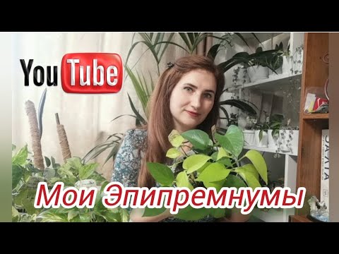 Видео: Эпипремнумы - моя коллекция! Обзор сортов и тонкости ухода! Чем они отличаются от Сциндапсусов!