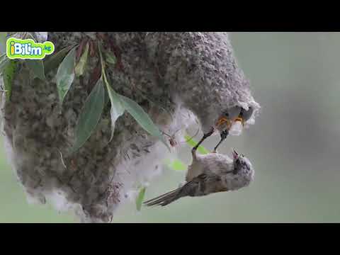 Видео: Канаттуулар