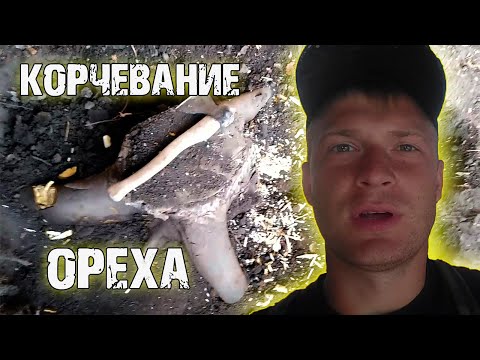 Видео: Борьба с грецким орехом или как выкорчевать огромный пень