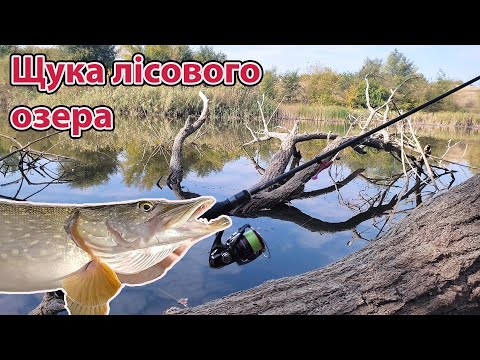 Видео: ЩУКА в корчах РИБАЛКА в жовтні на спінінг ловля щуки на силікон