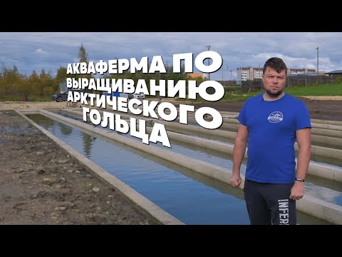 Видео: Акваферма по Выращиванию Арктического гольца