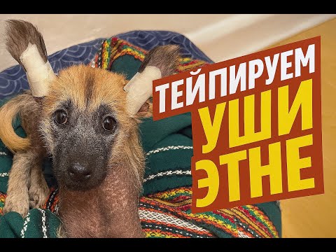 Видео: Тейпируем уши щенку ксоло — реальный опыт Этны
