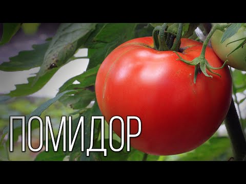 Видео: Помидор: "Сеньор" из Южной Америки | Интересные факты про томаты