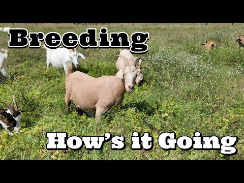 Видео: Как идут дела с козоводством?