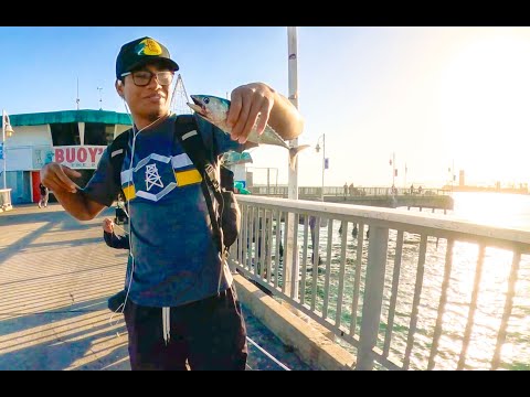 Видео: Обновление Belmont Pier Bonito от 6 октября 2025 г.