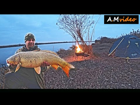 Видео: Мой Трофей! Ловля дикого сазана. Рыбалка с ночёвкой на реке Днестр Закрытие сезона 2024(Г.Турунчук)