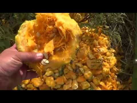 Видео: уборка тыквы самодельным тыквоуборочным комбайном