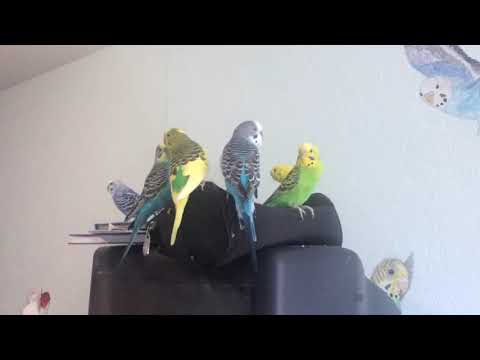 Видео: Почему не гнездятся волнистые попугаи
