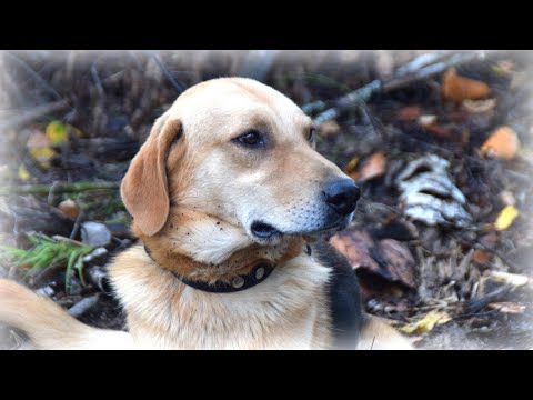 Видео: А с "Заливая" будет толк! По зайцу работает Русская гончая.