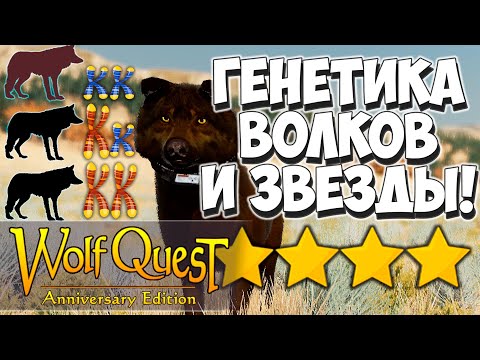 Видео: Основы селекции волков! Количество звёзд! WolfQuest: Anniversary Edition