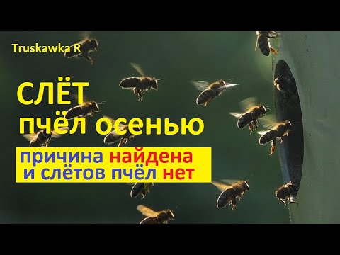 Видео: Пчёлы исчезают осенью. Слёт пчёл? Или всё оказалось гораздо проще. Мои поиски и результат ЕСТЬ !!!