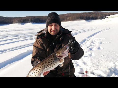 Видео: Рыбалка на щуку и налима в глухозимье. Бурейское водохранилище.  Майдакан  Февраль 2020.