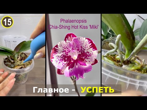Видео: Вроде как успела! Как спасти орхидею от стволовой гнили!?