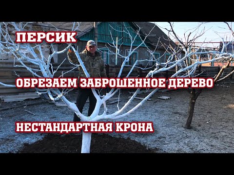 Видео: Обрезка нестандартного персика / Спасаем дерево !!!