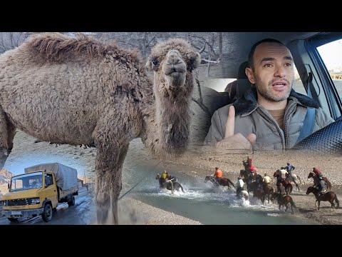 Видео: Бузкашии д Филмандар 12 01 2025 кисми 1. UMED VIDEO. TAJIKISTAN. ZERAVSHAN