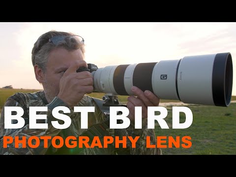 Видео: Как делать отличные фотографии птиц. С объективом Sony FE 200-600 мм.