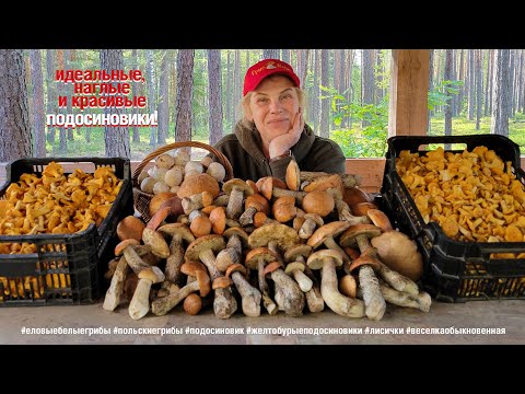 Видео: Идеальные, наглые и красивые подосиновики