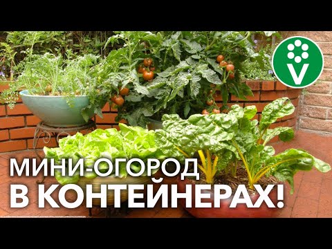 Видео: ЭКОНОМИЯ МЕСТА И ДОПОЛНИТЕЛЬНЫЙ УРОЖАЙ! Сажайте овощи в КОНТЕЙНЕРЫ и даже в пакеты с землей!