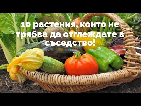 Видео: Не отглеждайте тези 10 растения заедно!
