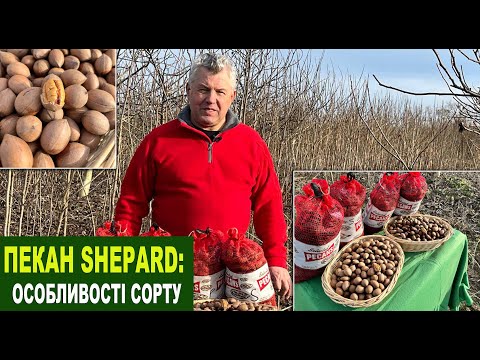 Видео: №196 Пекан Shepard - один з п'яти кращих сортів пекана. Особливості сорту