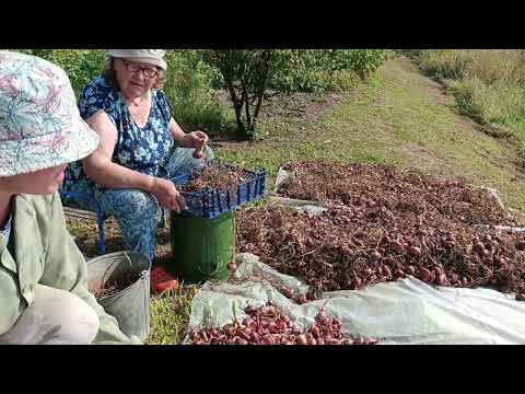 Видео: Весь день посвятили луку.