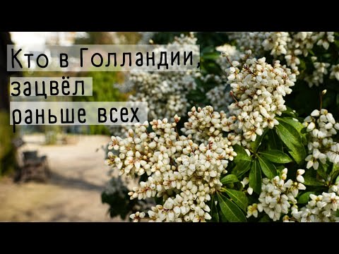 Видео: Ранние  цветы и цветущие кустарники с названиями. Палисадники. Суккуленты. Кактусы Ботанический Сад.