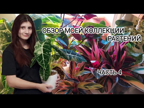 Видео: Обзор моей коллекции растений Часть 4