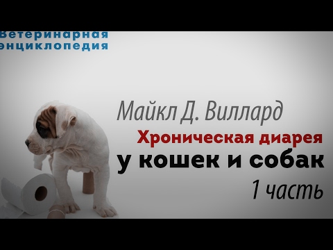 Видео: Хроническая диарея у кошек и собак.  1 часть