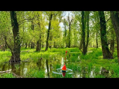 Видео: ЛЕСНАЯ ДИКАЯ РЕЧКА ВЫРУЧАЕТ рыбалка на удочку ловля карася