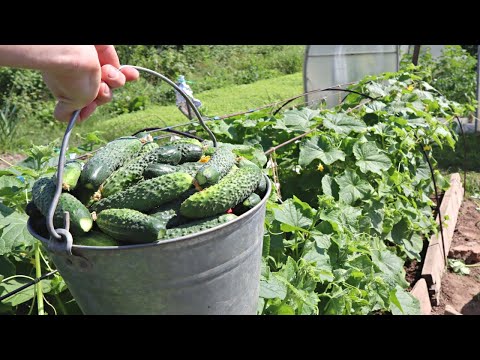 Видео: Огурцы Герман f1. Находка для меня, плодоносит на убой даже в открытом грунте и в прохладное лето.