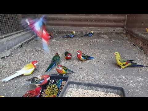 Видео: Утреннее кормление розелл, ожереловых и других попугаев.