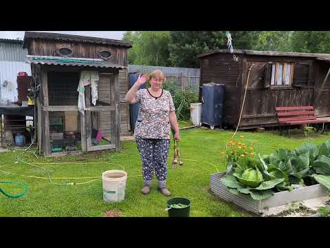 Видео: Овощи с огорода, подспорье для семьи