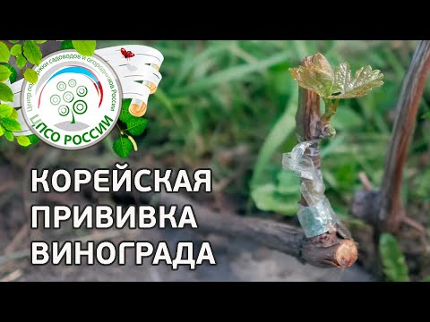 Видео: Как привить виноград. Способ быстрого получения урожая винограда.
