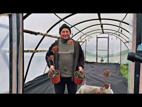 Видео: КАК ЗИМУЮТ НАШИ ЧЕРЕНКИ ГОРТЕНЗИЙ. ОБЗОР НА 10 НОЯБРЯ.